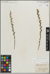 Foto von Salix repens subsp. rosmarinifolia (L.) Andersson